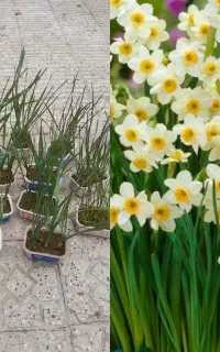 گل  و   کاکتوس    ۱۵هزار