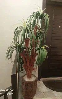 درختچه نخل