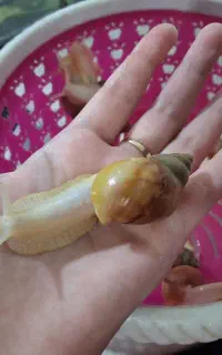حلزون آچاتینا