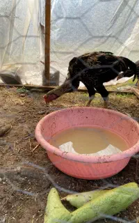 فروش جوجه لاری ۵ماهه