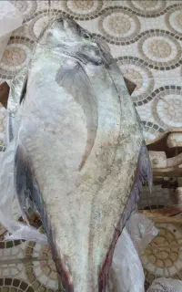 ماهی فروشی