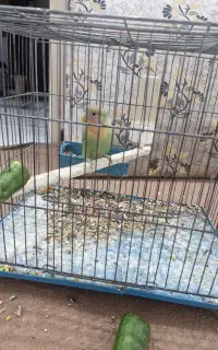 جوجه طوطی برزیلی دونه خور