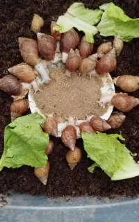 حلزون آچاتینا آلبینو