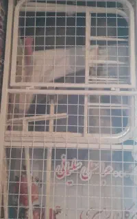 تخت مریض قابل استفاده در منزل