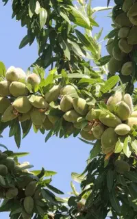 نهال بادام آذری گلدانی قابل کشت درهمه فصل ها
