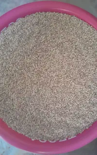 عدس محلی