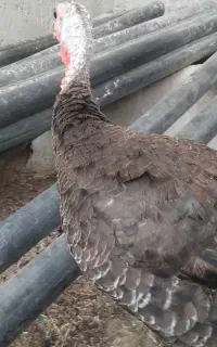 بوقلمون