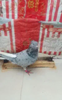 فروش کبوتر رنگی ۵ عدد