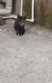 بچه گربه سه ماهه