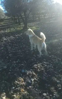 سگ نگهبان