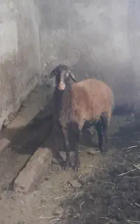 گوسفند چاق و جوان
