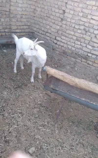 بز سانن