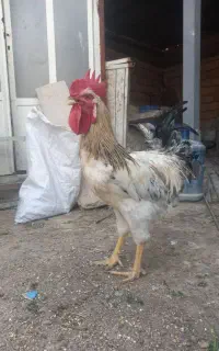 خروس جوان