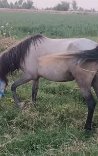 مادیان تازه زایده
