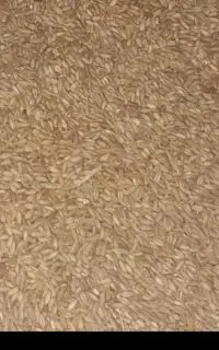 گندم