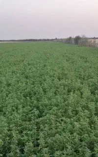 یونجه درجه یک ب شرط تخلیه