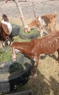 بز و گیسه و چپش