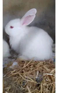 خرگوش