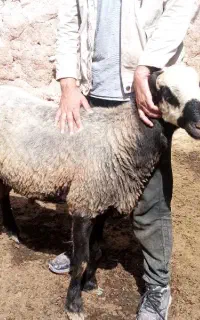 قوچ