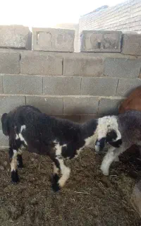 بره نر
