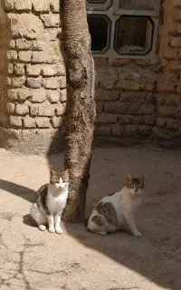 واگذاری  ۷ تا گربه باهم