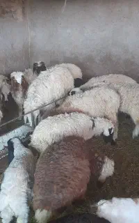 بره نر فروشی وزن بین ۲۵ تا ۳۵ کیلو۶۸۰