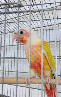 جوجه ردچیک ۴ ماهه