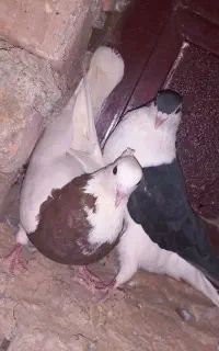 کفتر
