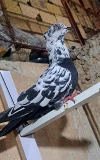 مناسب