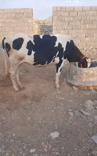 فروش گاو خونگی