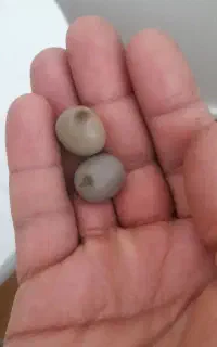 مهره مهری از هند وافغان امده