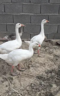 غاز جوان
