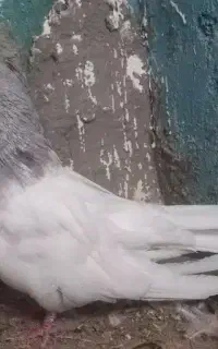 کبوتر