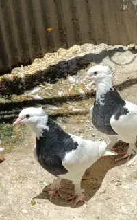 کبوتر