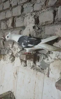 سیاه پلنگ کوهی تهرانی