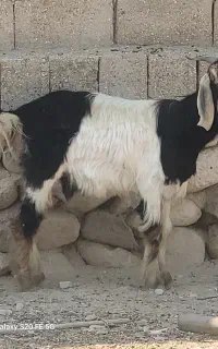 کهره سالم تر تمیز