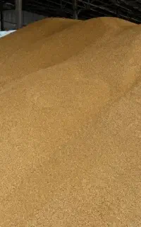 جو تازه دونه درشت ۳۰ تن
