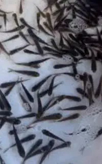 بچه ماهی آمور