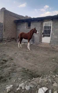 کره نریان اسب ۲۳ ملیون  حراج
