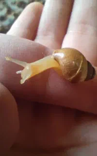 حلزون خوشکل