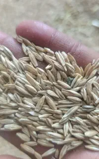 جو بش