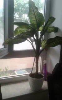گل های سرحال