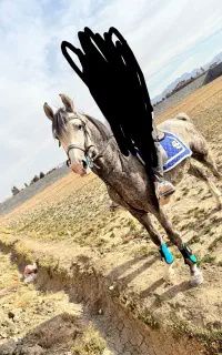 اسب دره،شور