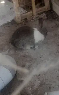 خرگوش
