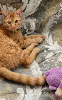گربه نارنجی