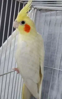 عروس هلندی‌ ماده