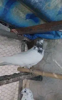 کبوتر پرشی .