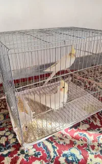 یک جفت عروسی هلندی