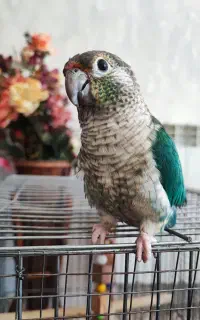 گرینچیک تراکوییس
