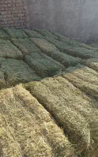 یونجه پر گل